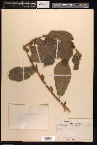 Ficus hispida image