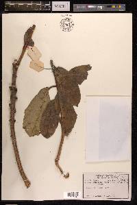 Ficus hispida image
