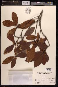 Ficus variolosa image