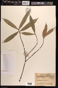 Ficus pyriformis image
