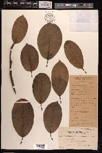 Ficus drupacea image