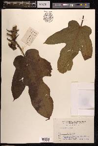 Ficus hirta image