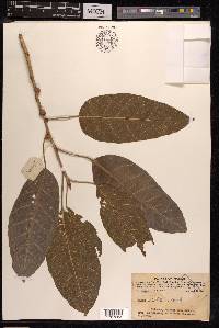 Ficus virens image