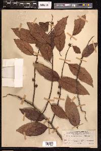 Ficus sagittata image