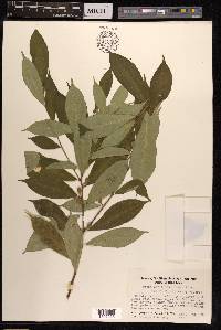 Ficus pyriformis image