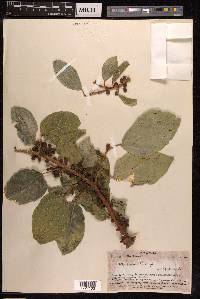 Ficus scabra image