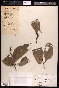 Paratrophis glabra image
