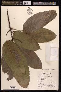 Ficus tsjakela image