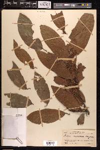 Ficus nervosa image