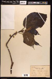 Ficus ruficaulis image