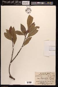Ficus variolosa image