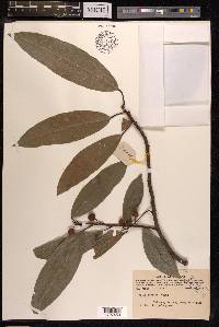 Ficus nervosa image