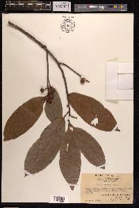 Ficus nervosa image