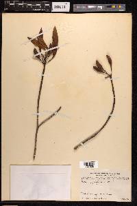 Ficus pyriformis image