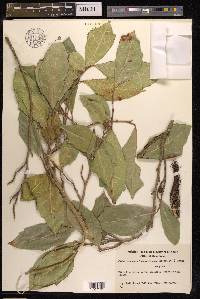 Ficus tinctoria subsp. gibbosa image