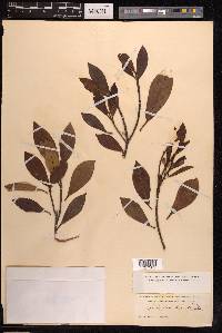 Ficus variolosa image