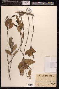 Ficus sarmentosa image