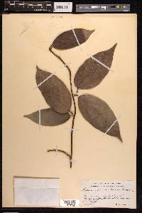 Ficus sagittata image