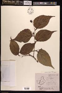 Celtis tetrandra image