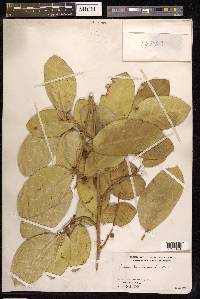 Ficus tinctoria image