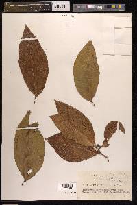 Ficus tinctoria image