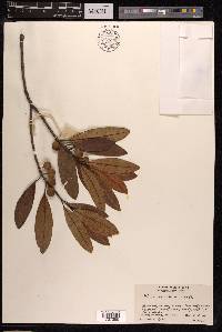 Ficus variolosa image