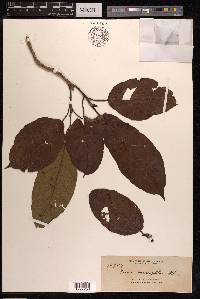 Ficus variegata image
