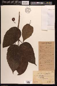 Ficus variegata image