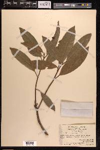 Ficus nervosa image
