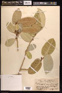 Ficus tinctoria image