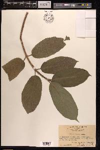 Ficus hispida image