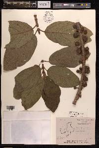 Ficus hispida image