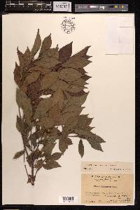 Ficus pandurata image