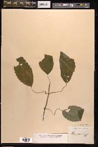 Pilea angulata subsp. petiolaris image