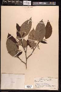 Image Associated With the Occurence