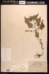 Laportea interrupta image