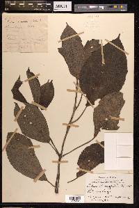 Pilea wightii image