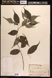 Pilea angulata subsp. petiolaris image