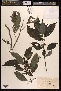 Pilea angulata subsp. petiolaris image