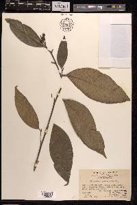 Gironniera subaequalis image