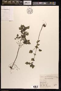 Pilea swinglei image
