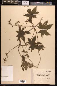 Humulus japonicus image