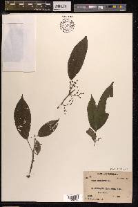 Pilea angulata subsp. petiolaris image