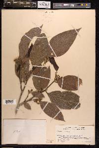Image Associated With the Occurence