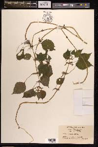 Pilea pumila var. hamaoi image