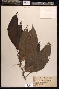 Pilea wightii image