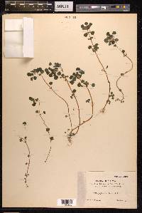 Pilea peploides image