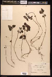 Pilea brevicornuta image