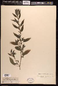 Parietaria judaica image