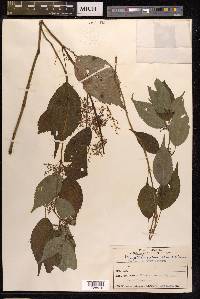 Pilea angulata subsp. petiolaris image